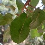 Quercus brantii Yaprak