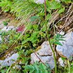 Pimpinella major Habitus