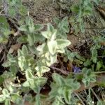 Teucrium scordium Blad