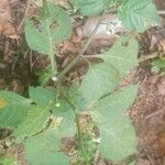 Solanum nigrum Feuille