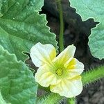 Cucumis melo Λουλούδι