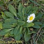 Bellis pappulosa Habit