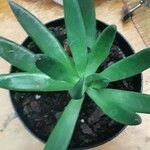 Dudleya edulis Hoja
