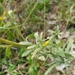 Solidago nemoralis Leaf