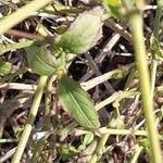 Strobilanthes pentastemonoides Ліст