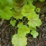 Heuchera americana 葉