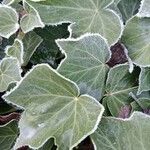 Hedera colchica ഇല