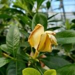 Gardenia jasminoides Flor