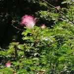 Calliandra surinamensis Kwiat