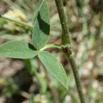 Trifolium ochroleucon Hoja