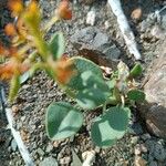 Cleome oxypetala Fuelha