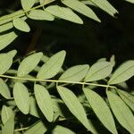 Lonchocarpus schiedeanus Ліст