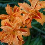 Hemerocallis middendorffii Cvet