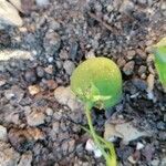 Solanum tuberosum Plod