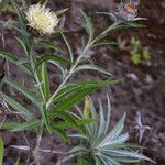 Carlina salicifolia Цветок