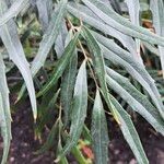 Berberis fortunei Leaf