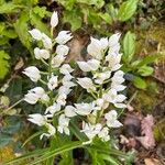 Cephalanthera longifolia ᱵᱟᱦᱟ