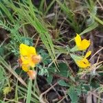 Lotus parviflorus 花
