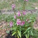 Angelonia angustifolia Blomma