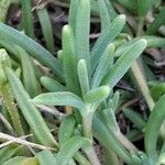 Delosperma cooperi ഇല