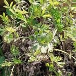 Acaena alpina 葉