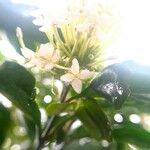 Ixora finlaysoniana Floare