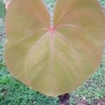 Anthurium formosum Leaf