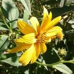 Helianthus tuberosus Kwiat