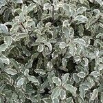 Pittosporum tenuifolium List