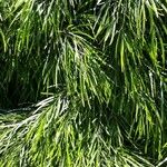Acacia cognata Fuelha