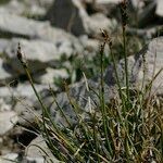 Carex glacialis Habitatea