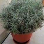 Helichrysum italicum Yaprak