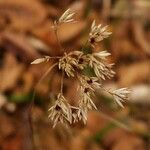 Luzula luzuloides Fruit