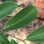 Bridelia tomentosa Blatt