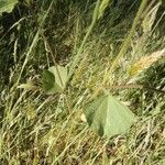 Malva hispanica Hoja