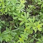 Galium mollugo Blatt