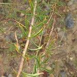 Epilobium brachycarpum Φύλλο