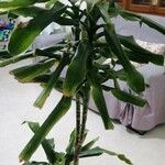 Dracaena fragransBlad