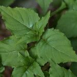 Circaea × intermedia Leaf