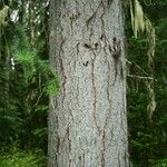 Abies lasiocarpa Bark