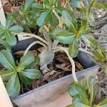 Adenium obesum Blad