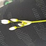 Nothoscordum bivalve Flor