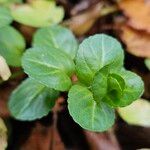 Veronica beccabunga Leaf