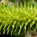 Carex pseudocyperus Fruit