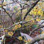 Hamamelis mollis 形態