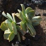 Aeonium valverdense 葉
