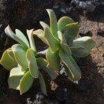 Aeonium valverdense Leaf