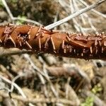 Arctostaphylos patula 果實