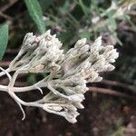 Buddleja loricata Fruit