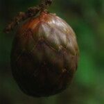 Raphia textilis Fruto